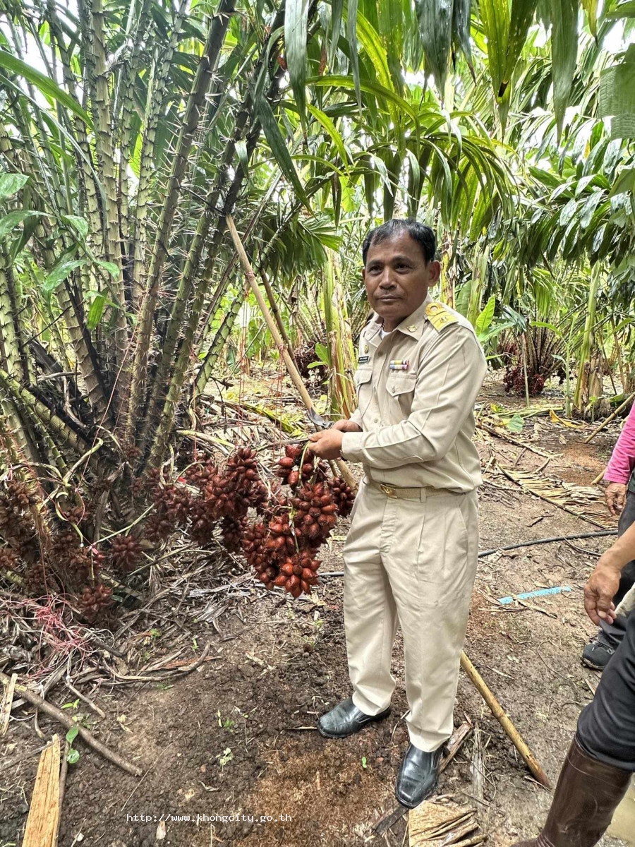 นายสมชาย วรรธนะสุพร นายกองค์การบริหารส่วนตำบลเมืองคง และกองส่งเสริมการเกษตรองค์การบริหารส่วนตำบลเมืองคง ได้เข้าร่วมกิจกรรม “ชิมสละอินทรีย์ ที่อำเภอคง” ณ สวนสละผู้ใหญ่จรูญ หมู่ที่ 13 บ้านโกรกตะไก้ ตำบลเมืองคง อำเภอคง จังหวัดนครราชสีมา